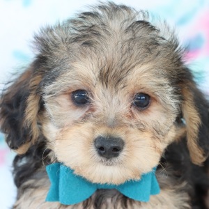 Yorkiepoo Puppy Cabo