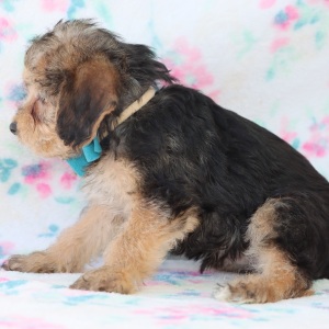 Yorkiepoo Puppy Cabo
