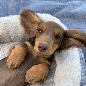Dachshund Puppy Moose