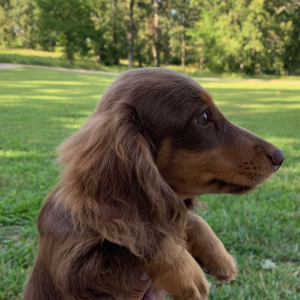 Dachshund Puppy Moose