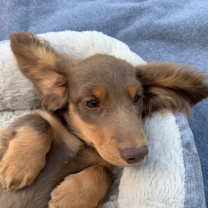 Dachshund Puppy Moose