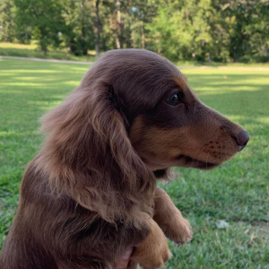Dachshund Puppy Moose