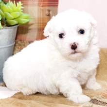 Bichon Frise Puppy Liam