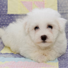 Bichon Frise Puppy Liam