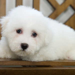 Bichon Frise Puppy Liam