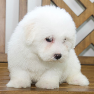 Bichon Frise Puppy Liam