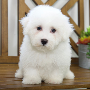 Bichon Frise Puppy Liam