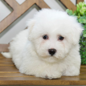 Bichon Frise Puppy Liam