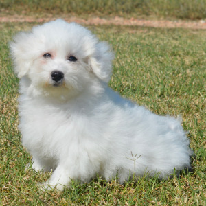 Bichon Frise Puppy Liam