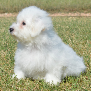 Bichon Frise Puppy Liam