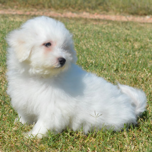 Bichon Frise Puppy Liam