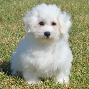 Bichon Frise Puppy Liam