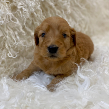 Goldendoodle Puppy Kee
