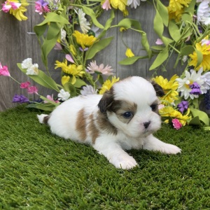 Shih Tzu Puppy Skipper