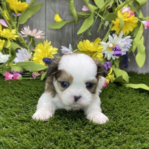 Shih Tzu Puppy Skipper