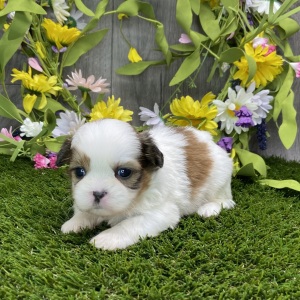 Shih Tzu Puppy Skipper