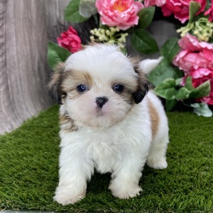 Shih Tzu Puppy Skipper