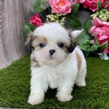 Shih Tzu Puppy Skipper