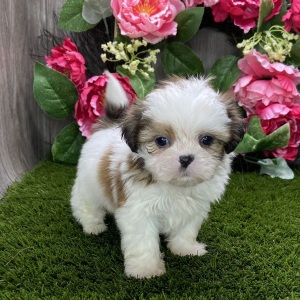 Shih Tzu Puppy Skipper
