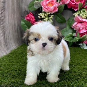 Shih Tzu Puppy Skipper