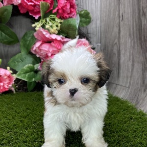 Shih Tzu Puppy Skipper