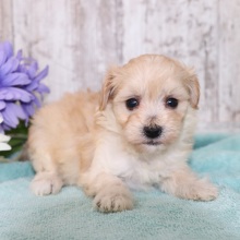 Maltipoo Puppy Dolly