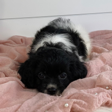 Cavapoo Puppy Belle