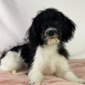 Cavapoo Puppy Belle