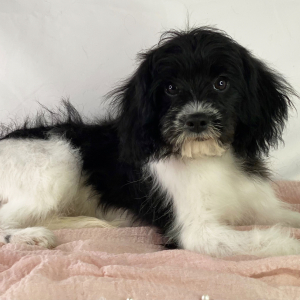 Cavapoo Puppy Belle