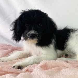 Cavapoo Puppy Belle