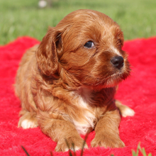 Cavapoo Puppy Doris