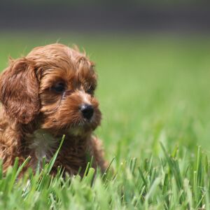 Cavapoo Puppy Doris
