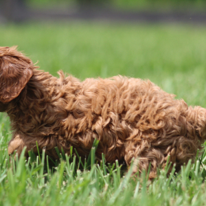 Cavapoo Puppy Doris