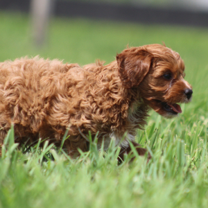 Cavapoo Puppy Doris