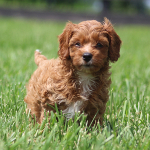Cavapoo Puppy Doris