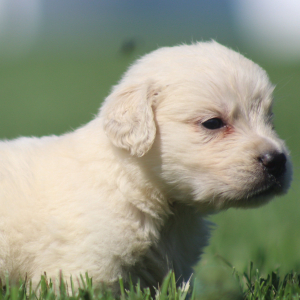 Golden Retriever Puppy Richard