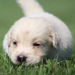 Golden Retriever Puppy Richard