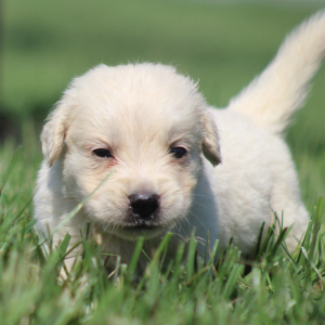 Golden Retriever Puppy Richard
