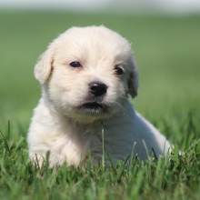 Golden Retriever Puppy Richard