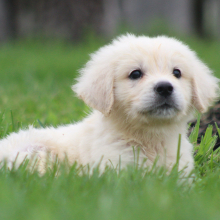 Golden Retriever Puppy Richard