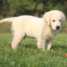 Golden Retriever Puppy Richard