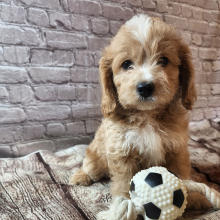 Cavapoo Puppy Joann