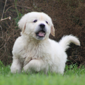 Golden Retriever Puppy Gene