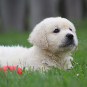 Golden Retriever Puppy Gene