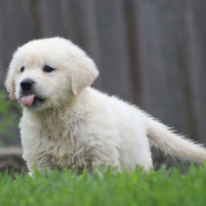 Golden Retriever Puppy Gene