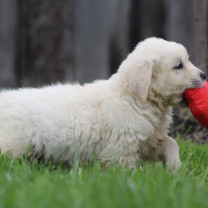 Golden Retriever Puppy Gene