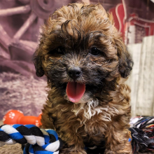 Shihpoo Puppy Angela