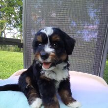 Bernedoodle Puppy Muffie