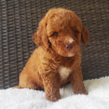Goldendoodle Puppy Margorie