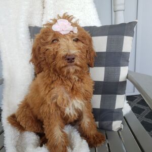 Goldendoodle Puppy Margorie